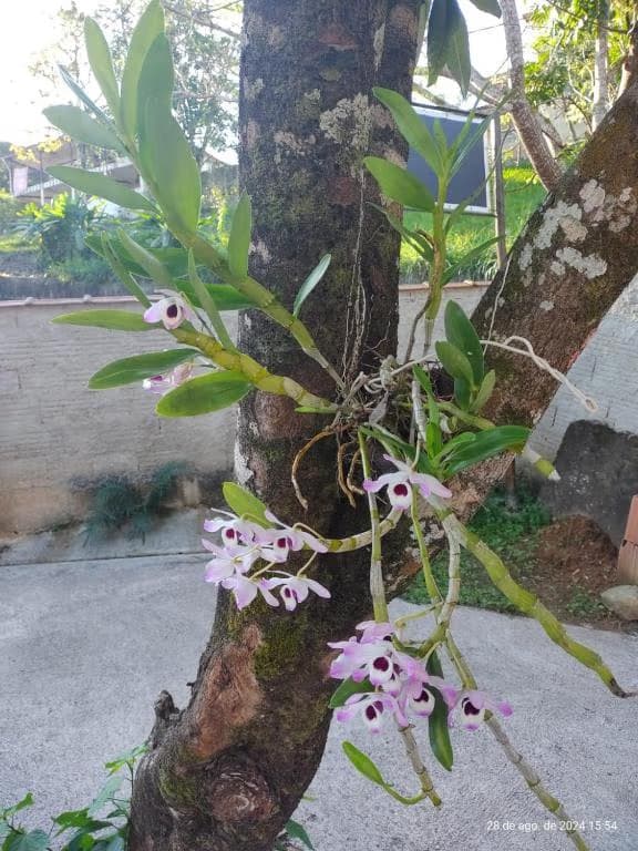 Orquídea fotografada na propriedade
